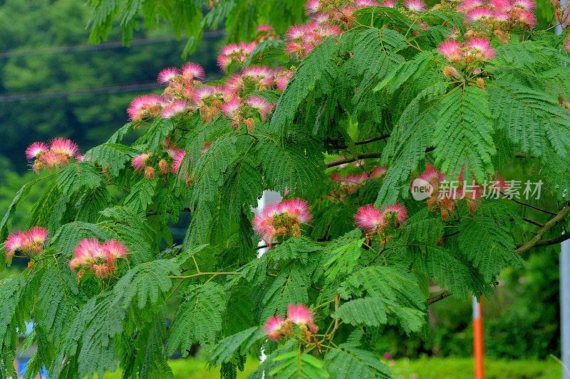 合欢/丝树花:蓬松，粉红色，粉扑花头